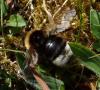 Bombus sp.